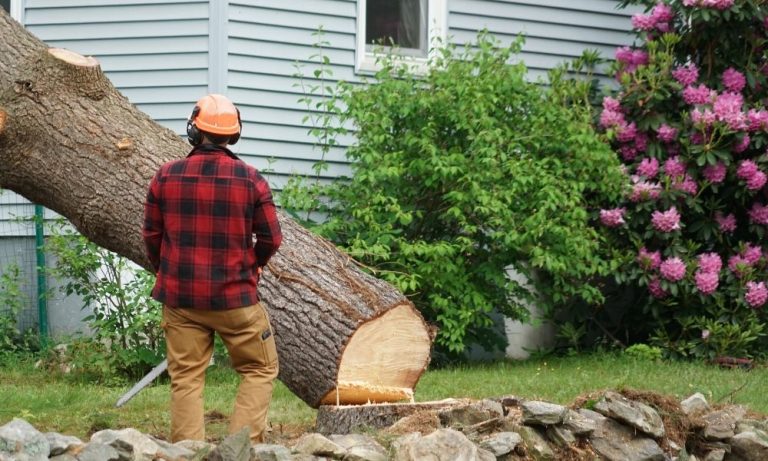 Make Tree Removal