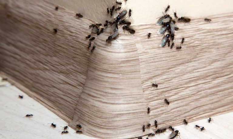 Pest Control Service